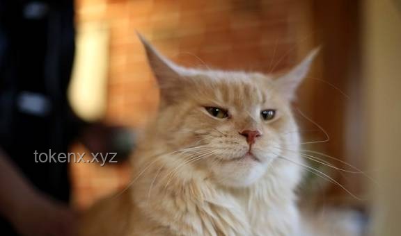 断眉找到了属于自己的猫薄荷：全面指南